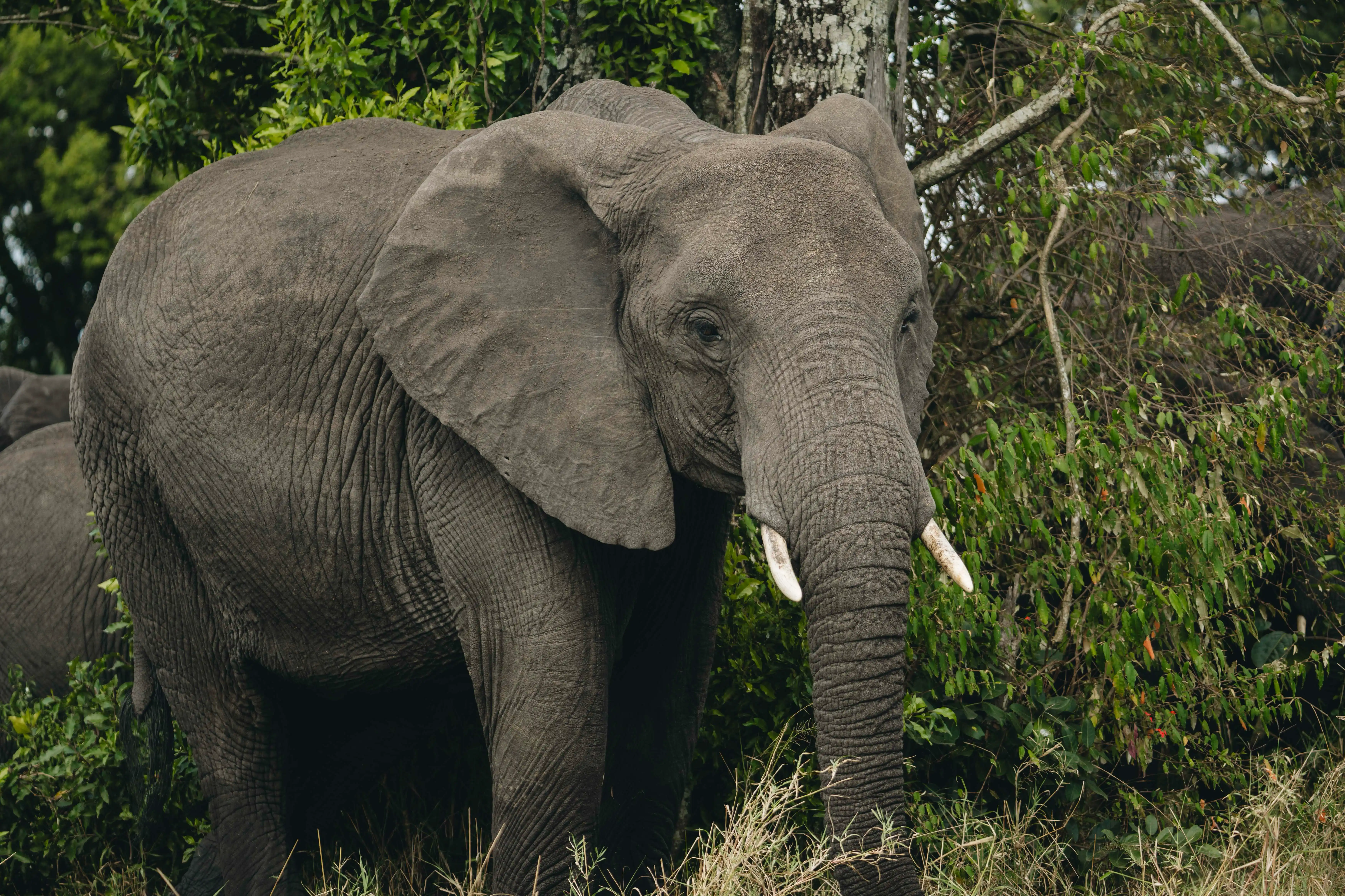 Iconic Destinations in Tanzania