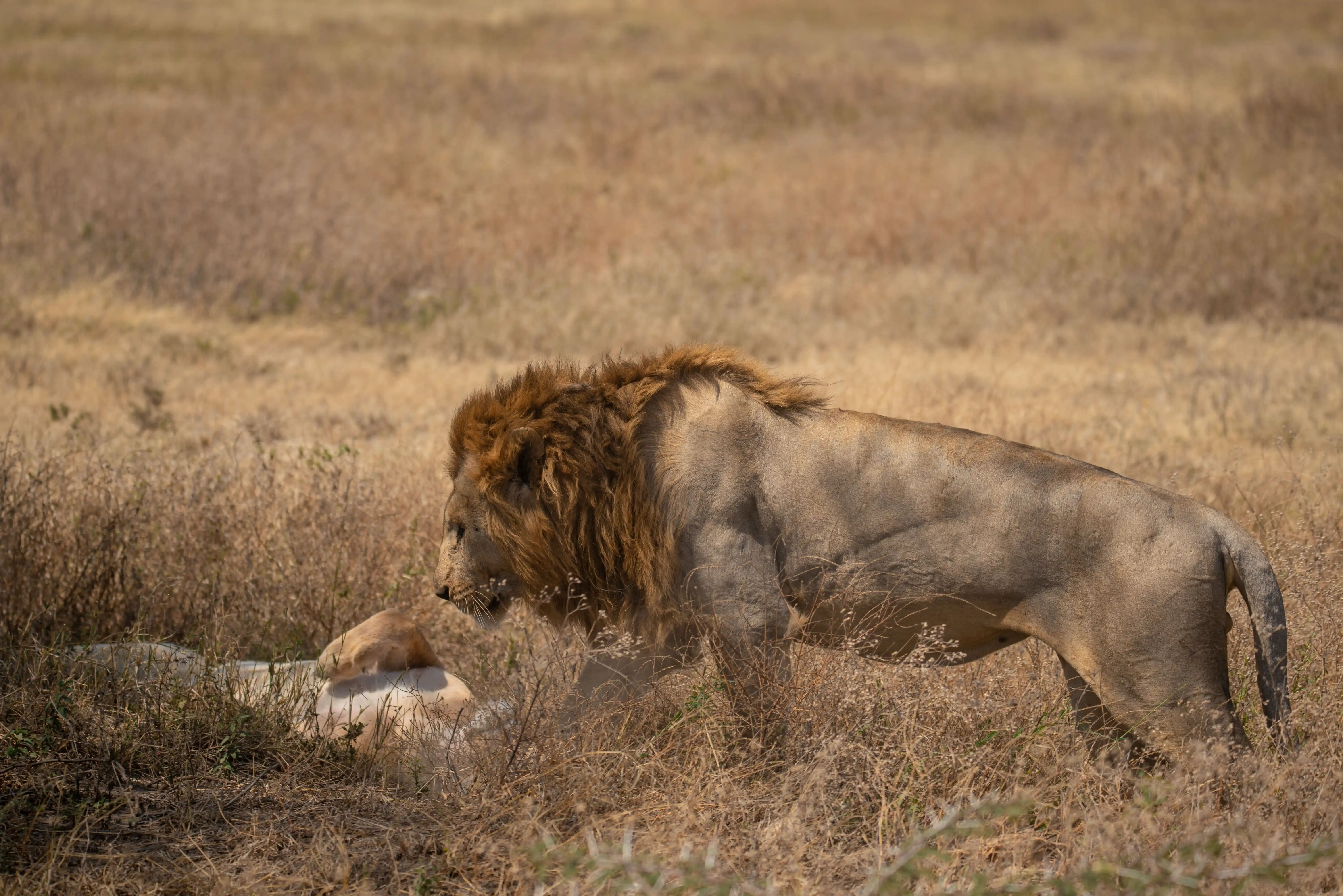 Big Five Safaris in Tanzania