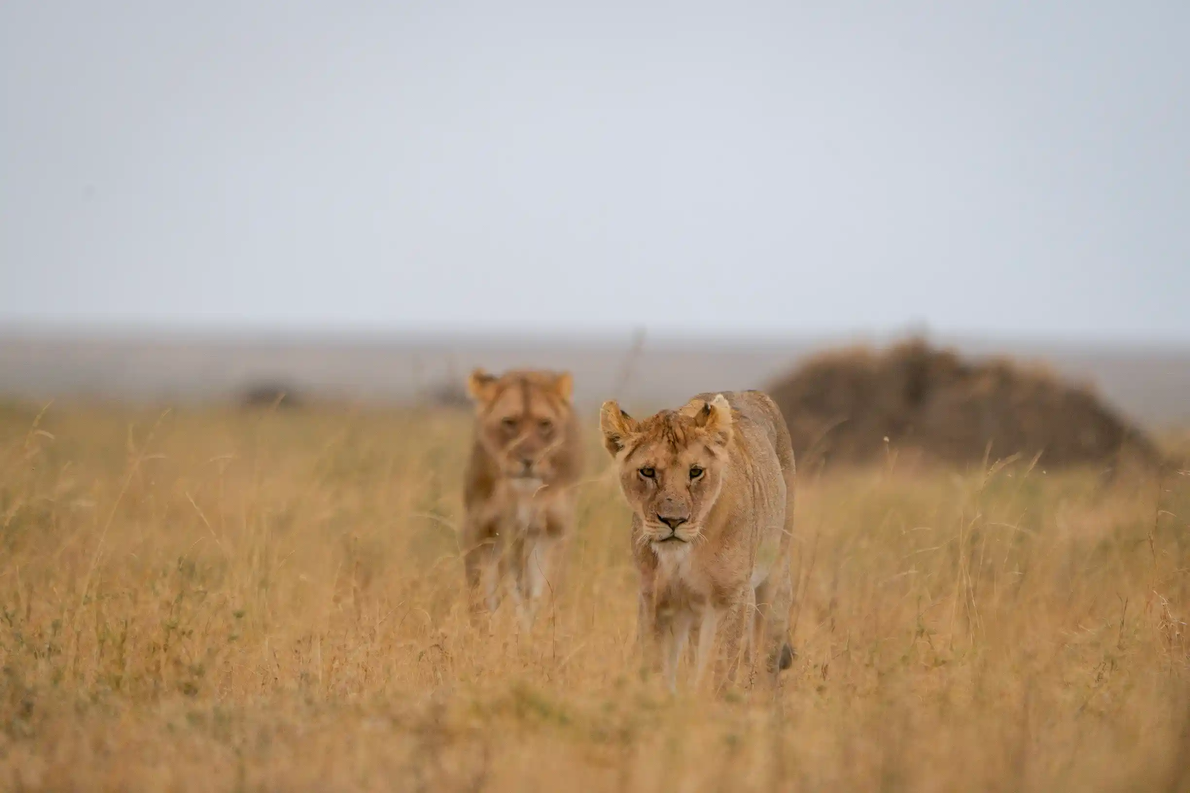 10 Days Tanzania Safari & Zanzibar — Tarangire, Serengeti, Ngorongoro, Zanzibar, Tanzania