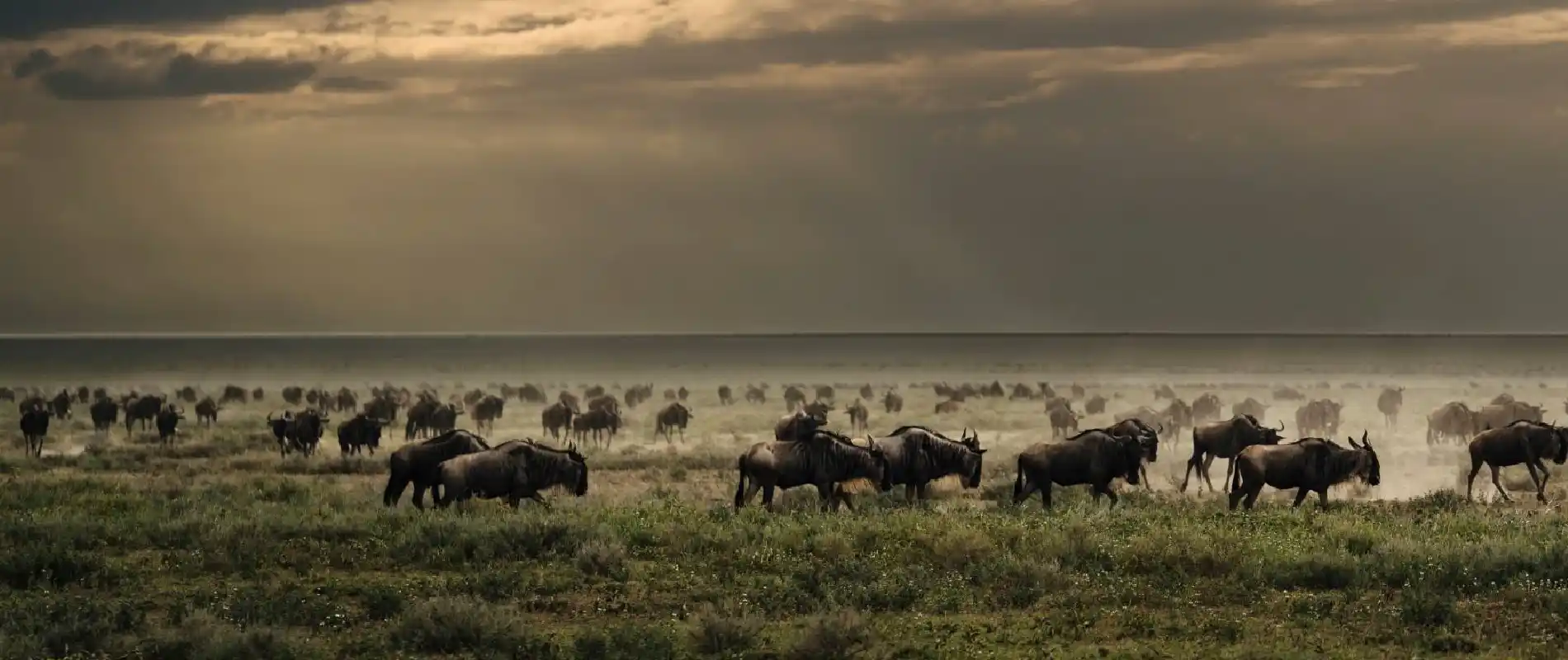 7 Days Serengeti & Ngorongoro Safari — Tarangire, Serengeti, Ngorongoro Crater, Tanzania