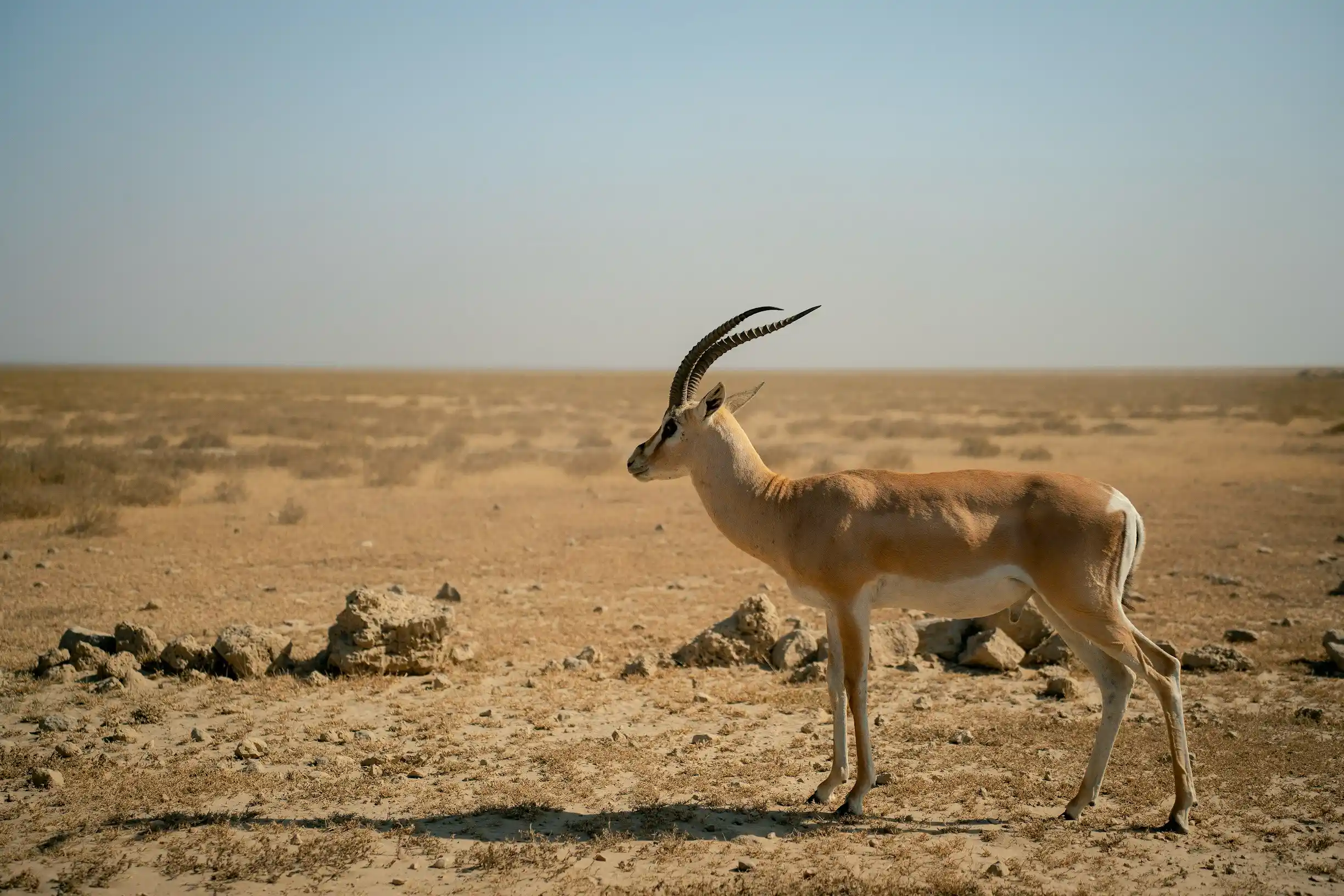 5 Days Tanzania Flying Safari — Serengeti, Ngorongoro, Tanzania