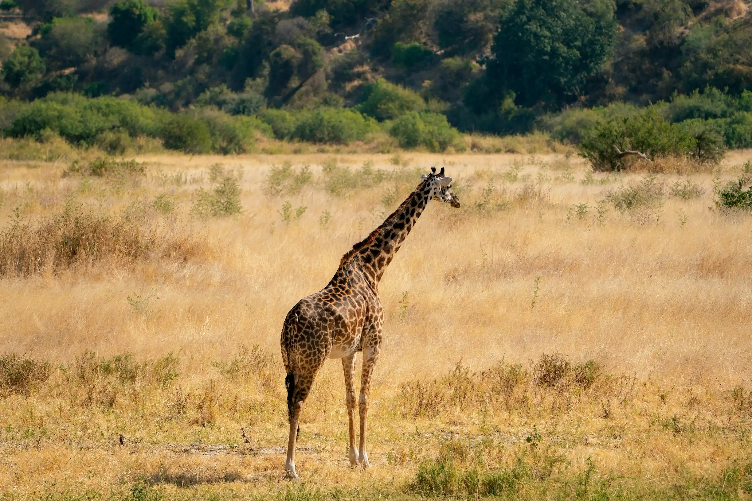 8 Days Luxury Tanzania Safari — Tarangire, Serengeti, Ngorongoro, Tanzania