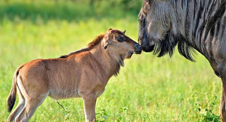 Short Tanzania Safaris in Tanzania